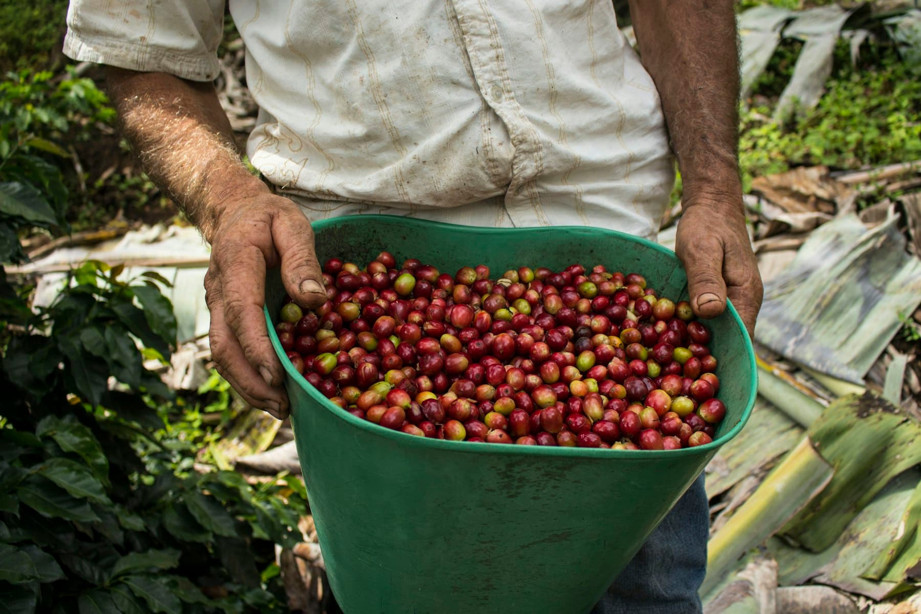 Coffee harvest in Huila, Colombia
