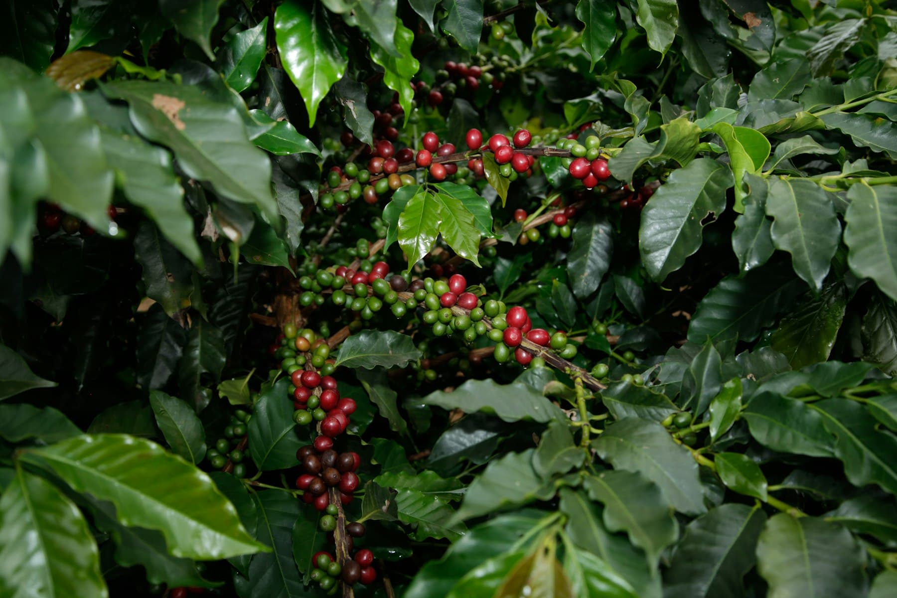 Coffee harvest in Yirgacheffe, Ethiopia