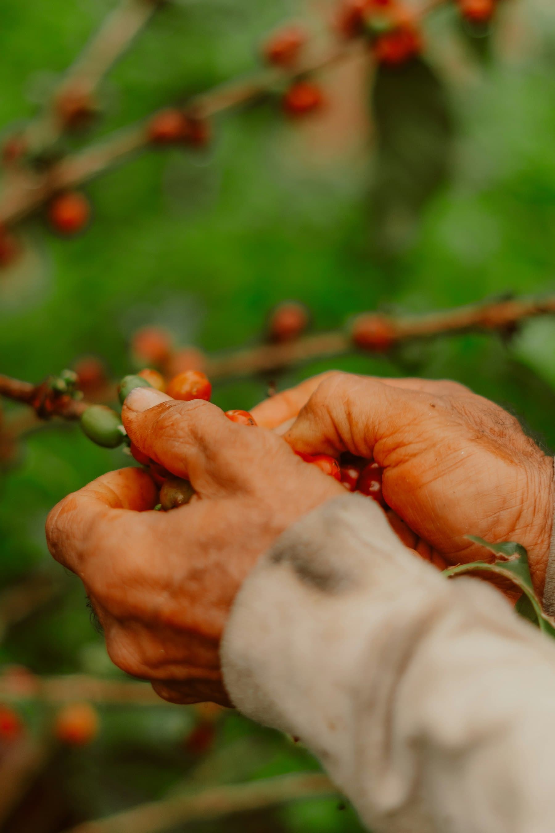 Coffee harvest in Gayo Highlands, Sumatra